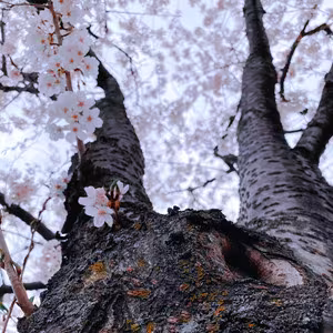 Lied Twice cover art - cherry blossoms over dark tree bark